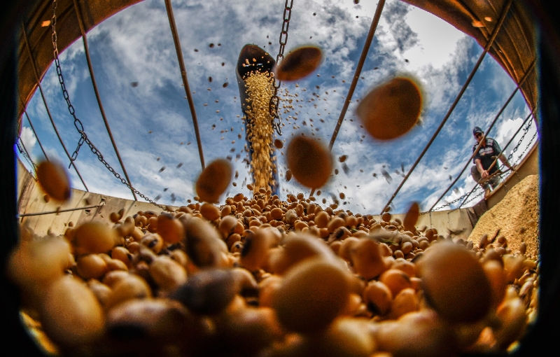 Desde que atingiu o pico de US$ 17,7 por bushel, a soja perdeu 40% de seu valor | Daniel Castellano/Gazeta do Povo