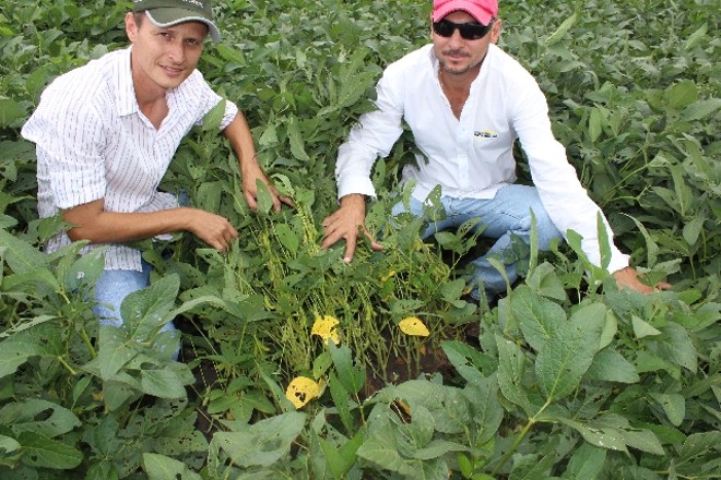 Gilson Nicaretta e Alcione Nicoletti: segunda safra crescente |