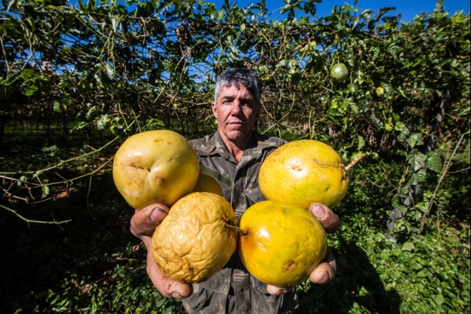 Izaias Pereira Santana (47), pequeno agricultor em Morretes |