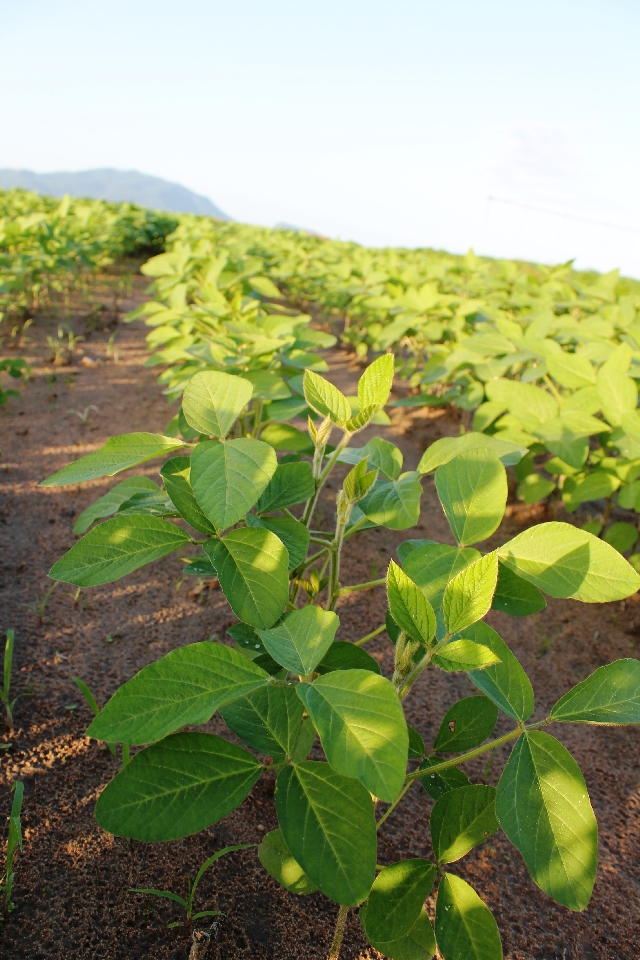 Dobra a produção de lavoura cultivadas entre montanhas | Giovani Ferreira/gazeta Do Povo