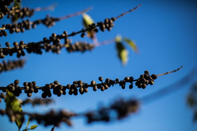 | Brunno Covello/ Gazeta Do Povo