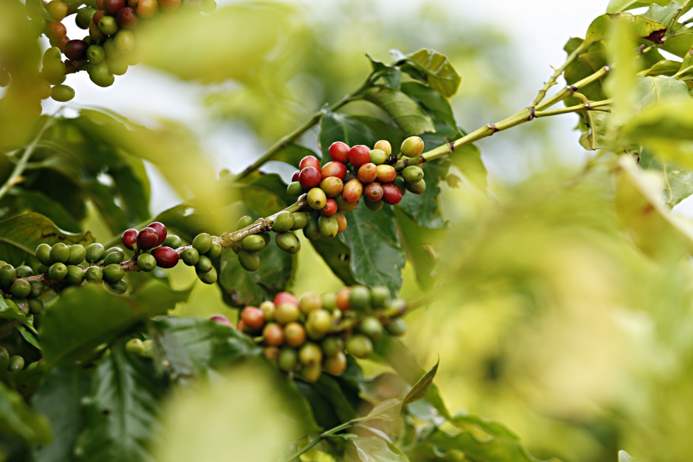 Fatores climáticos geraram redução na safra de café na comparação com 2013 | Josua© Teixeira / Gazeta Do Povo