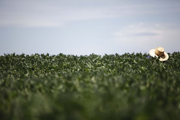 Produção de soja do Paraná deve passar de 14,58 milhões para 17,14 milhões de toneladas após ano de seca, aponta o Deral | Jonathan Campos/gazeta Do Povo
