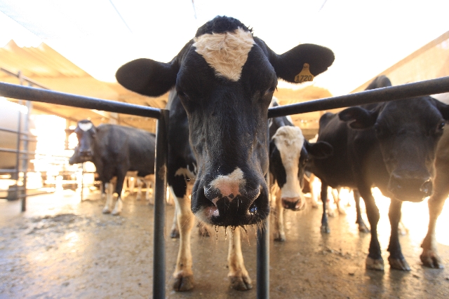 Com produção crescendo acima da média nacional, pecuária leiteira sulista deverá faturar R$ 9 bilhões ao ano | Ivonaldo Alexandre/gazeta Doapovo