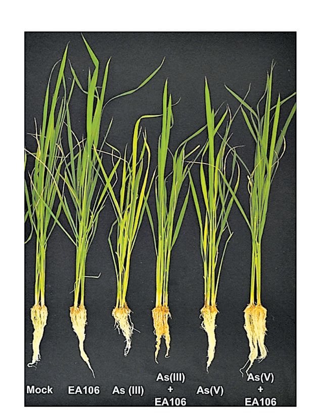 Os cientistas estão tentando criar uma planta de arroz que absorve menos arsênio | Harsh Bais/University of Delaware