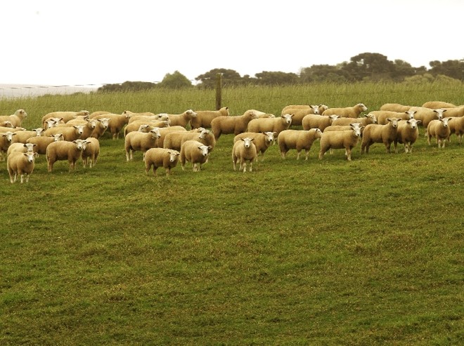 Rebanho solto dá menos despesa e acaba prevalecendo na região de Castro | 