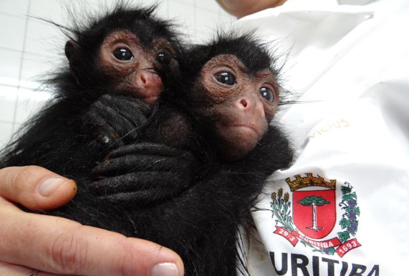 Filhotes de macaco-aranha foram apreendidos em Manaus e enviados para Curitiba | Divulgação/SMCS