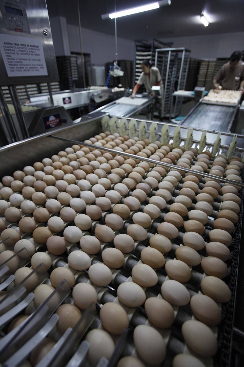 Paraná exportou mais ovos entre janeiro e agosto deste ano, principalmente para a Venezuela | Jonathan Campos/ Gazeta do Povo