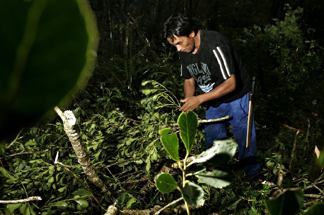 Colheita de áreas cultivadas é menor que a do extrativismo | Josua© Teixeira/gazeta Do Povo
