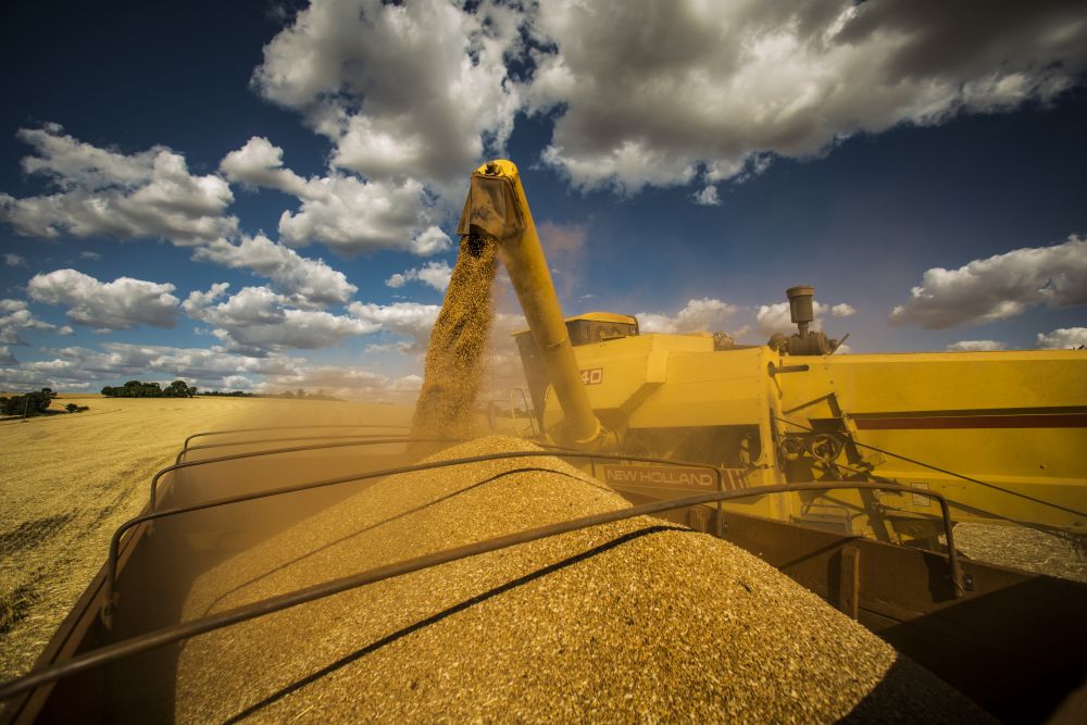 O volume produzido de trigo deve atingir 7,66 milhões de toneladas, acréscimo de 2,14 milhões de toneladas,ou 38,7%. | Agência Gazeta do Povo/ Marcelo Andrade