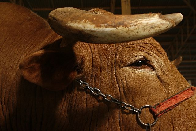 Bovinocultura segue na contratendência | Josua© Teixeira/ Gazeta Do Povo