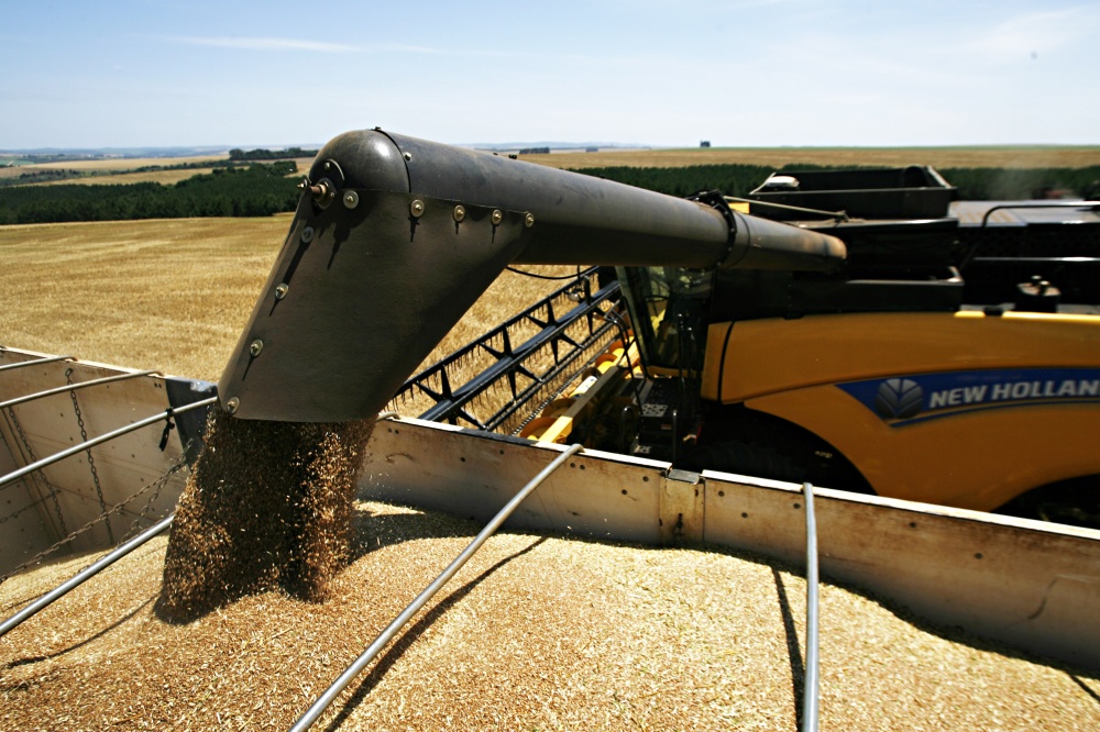 Diferentemente dos gaúchos, produtores paranaenses colhem safra cheia neste ano. Mas preços estão em queda se comparados a 2013. | Josua© Teixeira / Gazeta Do Povo