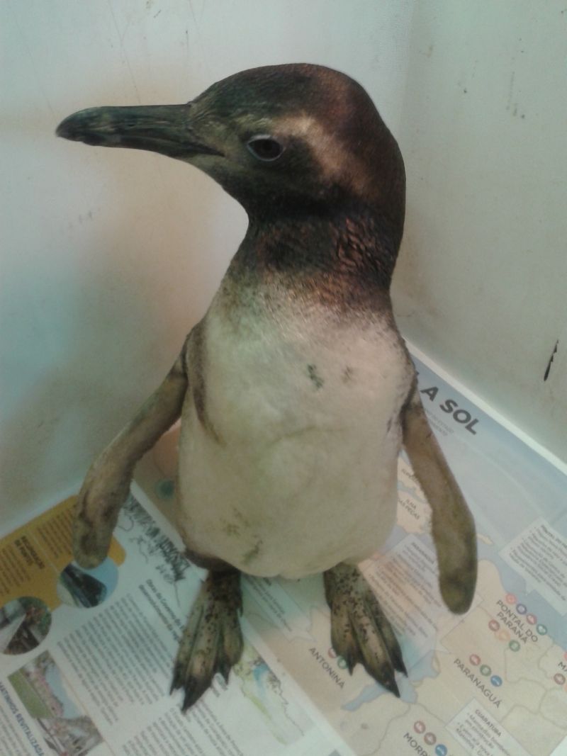 Animal foi encontrado no dia 20 de agosto na Ilha do Mel, no litoral do estado | Igo Izo Moraes Lyra / Aquário de Paranaguá