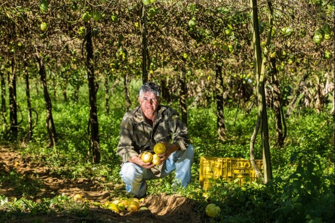 Izaias perde de 25% a 30% da produção de maracujá porque os frutos não servem para o comércio e ele não consegue apoio para industrializar o suco |