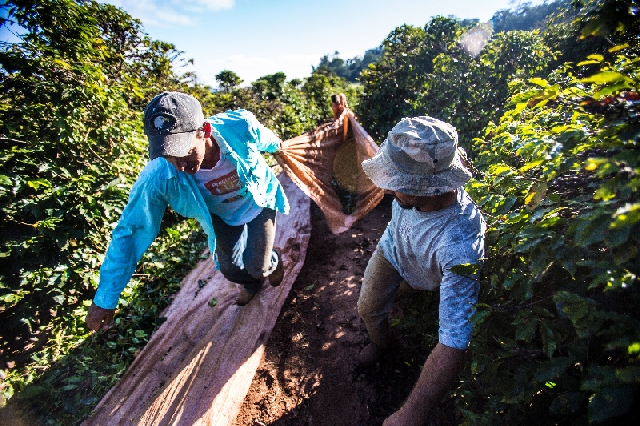 Produtores do Paraná colhem 510 mil sacas. Impacto foi maior que o previsto em 2014 | Brunno Covello/ Gazeta Do Povo