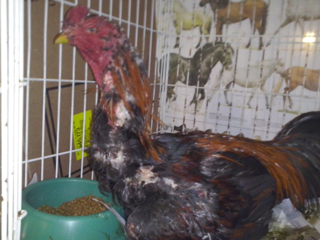 Galos foram atendidos e, apesar dos ferimentos, passam bem | Divulgação/ Sociedade Protetora dos Animais de Curitiba