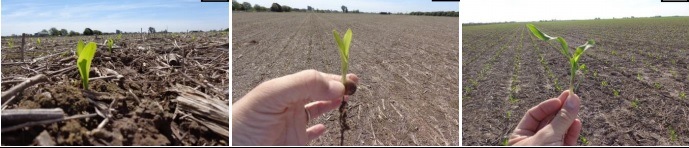 Fotos de campo feitas nesta semana mostram estágios de desenvolvimento e stands de milho na província de Santa Fé. | Bolsa De Buenos Aires