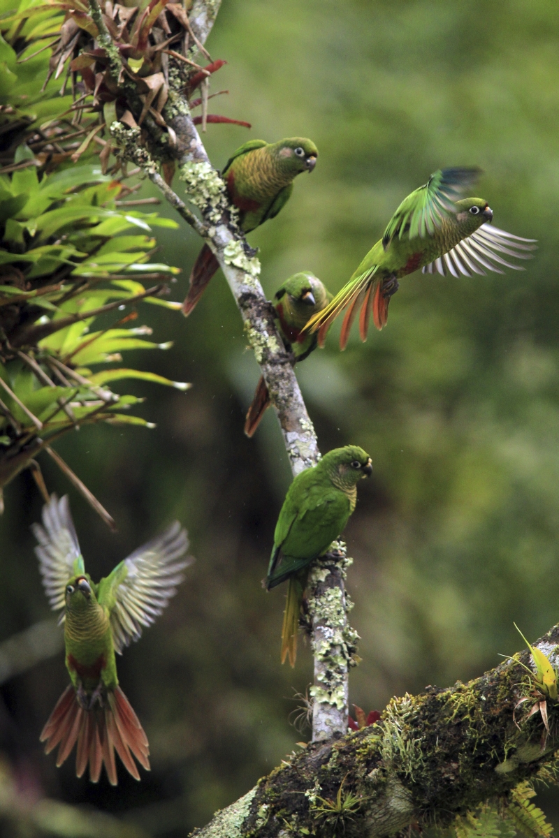 Típica da Mata Atlântica, tiriba-de-testa-vermelha pode ser vista na região de Guaratuba | Daniel Castellano / Gazeta do Povo