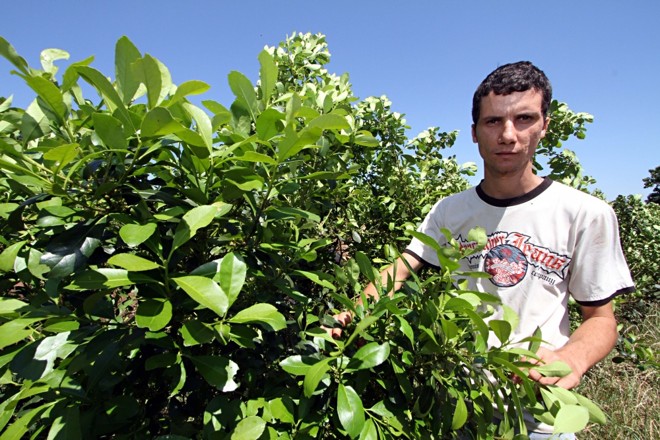 David Fischer e o tradicional cultivo de erva-mate. |
