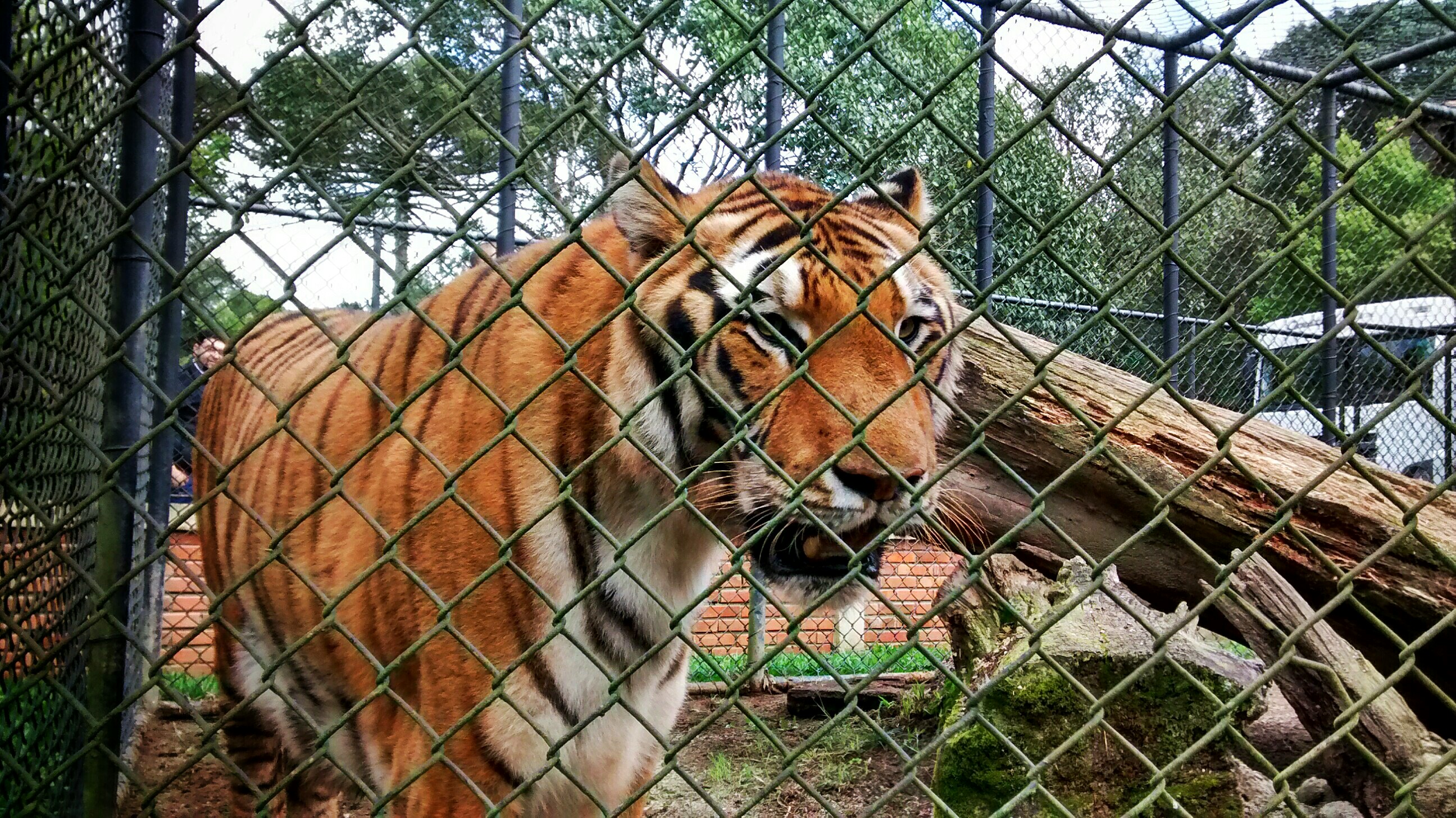 Três dos sete animais retirados de Canil em Maringá estão em Curitiba | André Rodrigues/ Agência de Notícias Gazeta do Povo