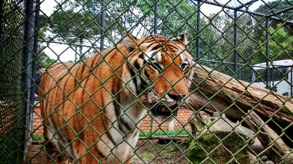 Três dos sete animais retirados de Canil em Maringá estão em Curitiba | André Rodrigues/ Agência de Notícias Gazeta do Povo