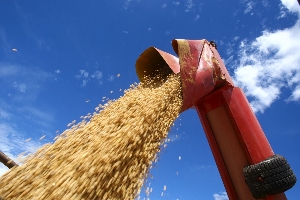 Mesmo se a safra brasileira de grãos for menor, oferta de soja vai aumentar, aponta Conab | Andra© Rodrigues / Gazeta Do Povo