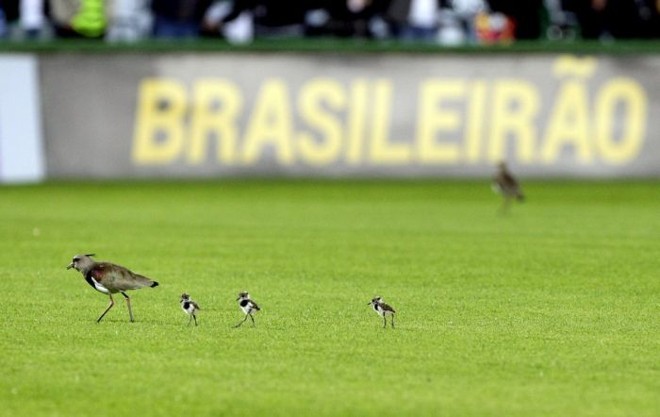Família de quero-queros teve de ser tirada do gramado do Couto antes da vitória do Coxa sobre o Botafogo | 
