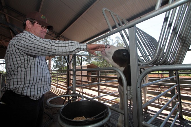 O agricultor Johan Friezen faz seleção das vacas de leite retendo as melhores bezerras. |