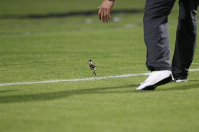 Funcionário do Coritiba tenta tirar do gramado do Couto filhote de quero-quero que atrasou o início do jogo com o Botafogo |