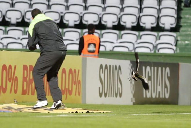 Funcionário do Coritiba atacado por quero-quero no Couto |