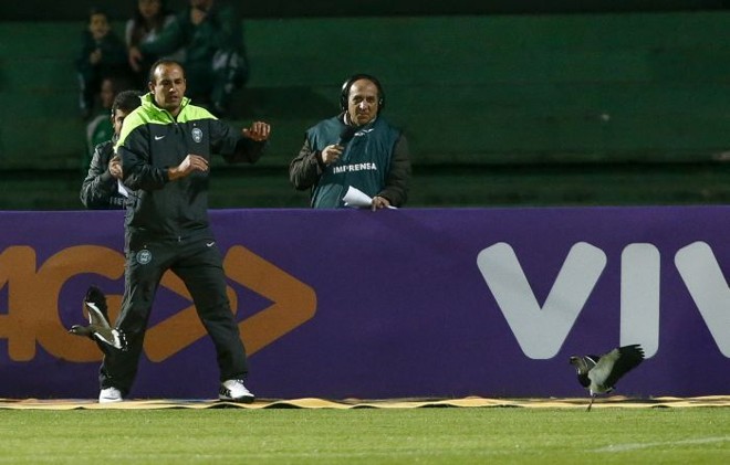Funcionário do Coritiba tenta tirar quero-quero do fundo do gol do Couto antes do jogo com o Botafogo | 