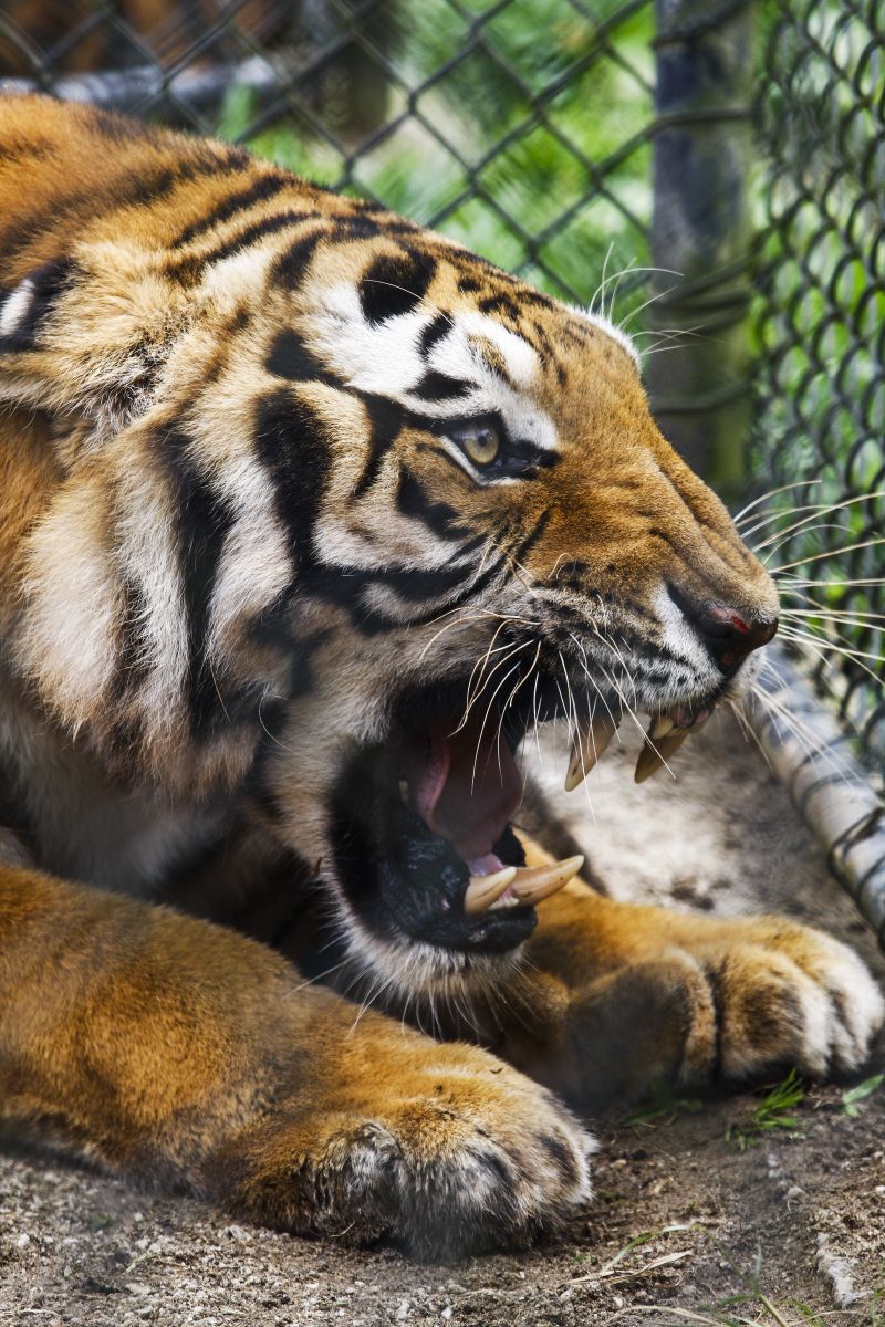 Os animais ainda estão "assustados" após a viagem | Andre Rodrigues/Gazeta do Povo