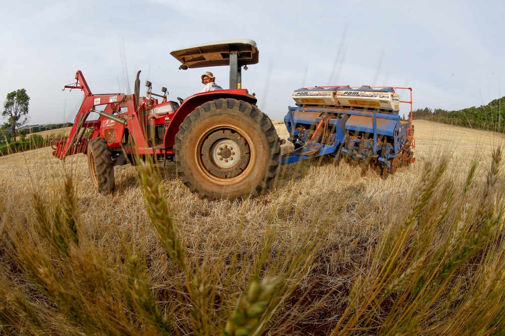 Sai trigo entra soja em Francisco Beltrão, às vésperas de chuvas que devem somar 30 milímetros. | Fotos: Hugo Harada/gazeta Do Povo