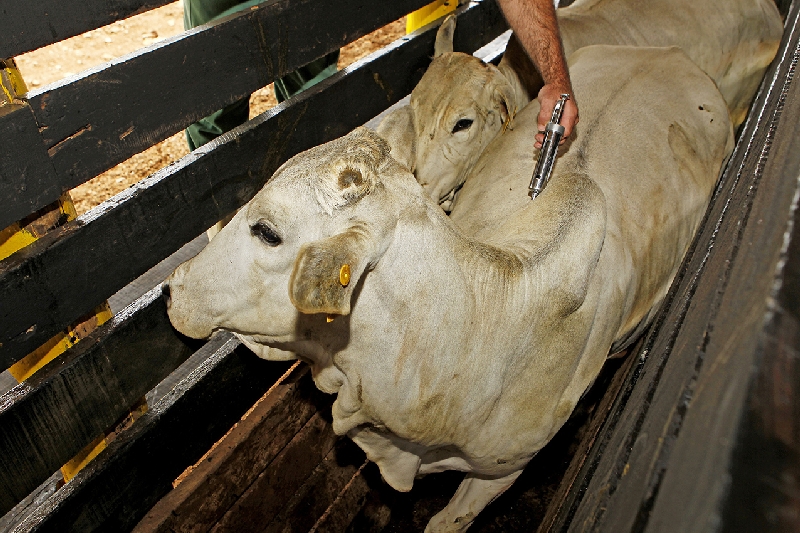 Imunização ocorrerá entre os dias 1º e 30 de novembro | Antonio More / Gazeta do Povo