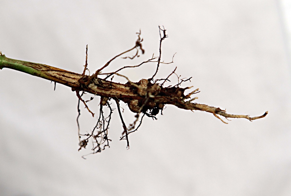 Apesar dos investimentos em adubo, plantas apresentam raízes curtas, o que dificulta a busca por água no fundo da terra. |