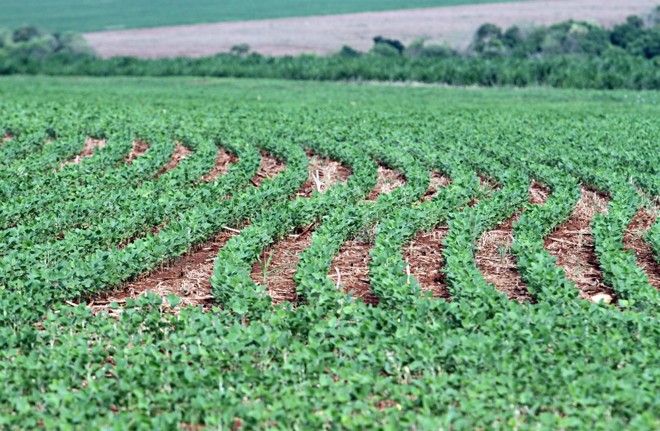 Lavouras plantadas entre agosto e setembro começam a sentir falta de água. |