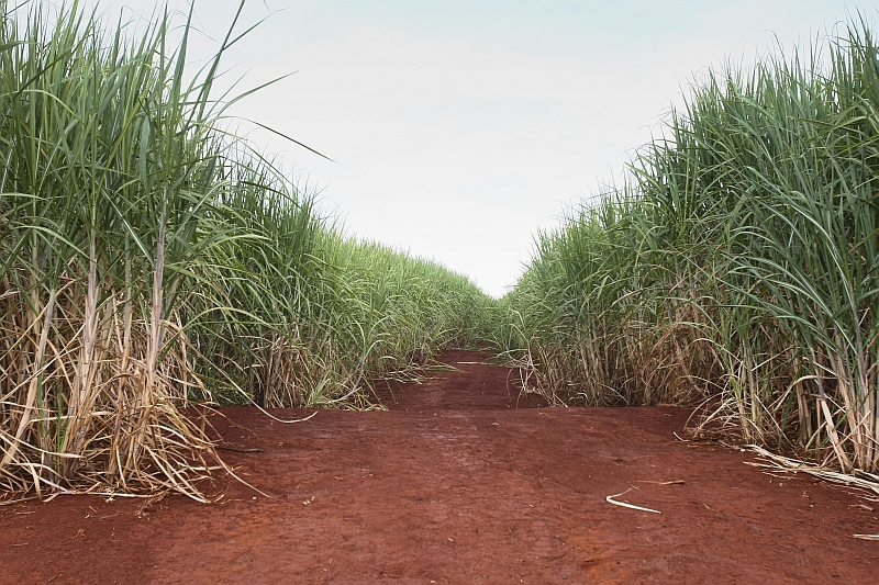 | Andre Rodrigues/Agência de Notícias Gazeta do Povo