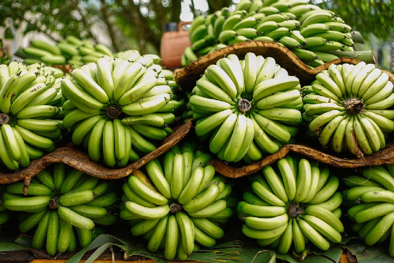 A Chiquita é uma das maiores produtoras de frutas do mundo | Daniel Castellano / Gazeta do Povo