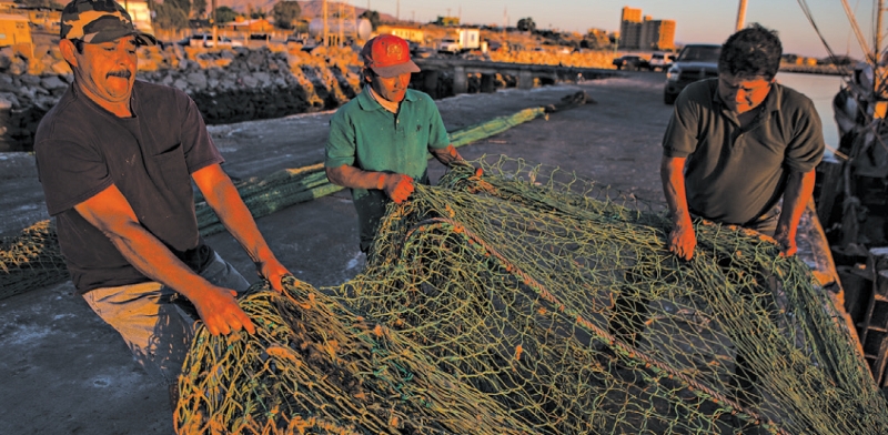 Redes de pescadores de camarões e comércio ilegal do totoaba dizimaram população do menor mamífero marinho do mundo | Adriana Zehbrauskas para The New York Times