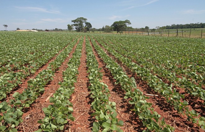 A expansão da área da soja na safra de verão perdeu praticamente toda a força no Paraguai, conta o produtor Silvestre Stiipp, de Santa Rita (Alto Paraná). Ele elevou a área da oleaginosa em 9%, para 1,2 mil hectares nesta safra. O segundo plantio, a partir de janeiro, é que passa a fazer a diferença. | 