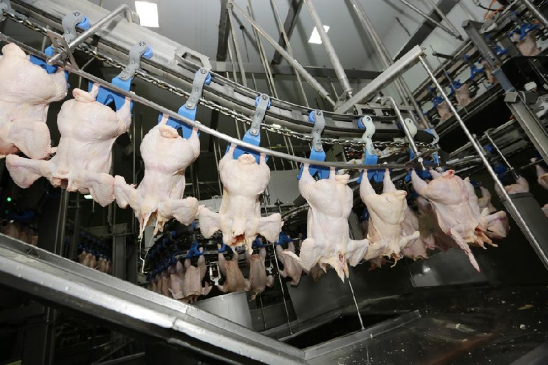 Abate de frangos está crescendo 50% em frigoríficos do Oeste do Paraná, mostram dados da Coopavel, Copacol, C. Vale e Lar | Giuliano Gomes/gazeta Do Povo