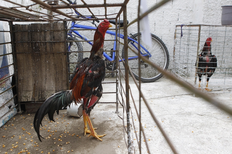 Dezenove galos foram encontrados, muitos deles machucados | Jonathan Campos/ Gazeta do Povo