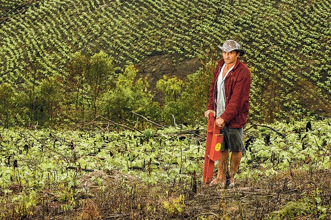 José Bodnar usa matraca para plantar a lavoura em declive: rotina antiga e solitária | 