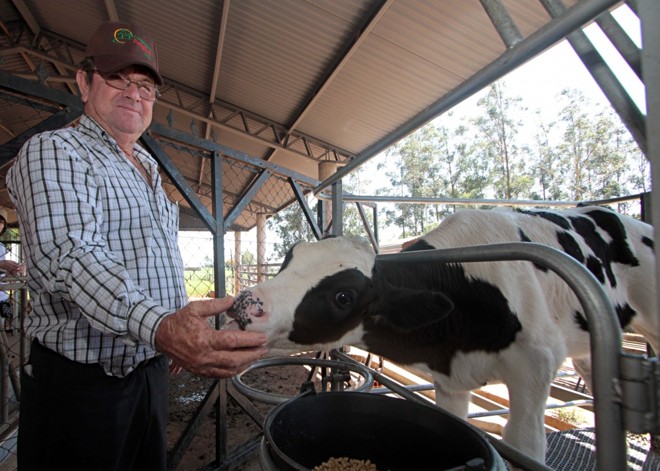 O pecuarista Johan Friezen, cooperado da Bergthal, de Juan Eulogio Stigarribia (Caaguazú), investe na produção de leite como alternativa de renda à agricultura. Cada vaca rende média de 20 litros ao dia, mas que ele segue tentando elevar ano após ano com seleção genética. | 