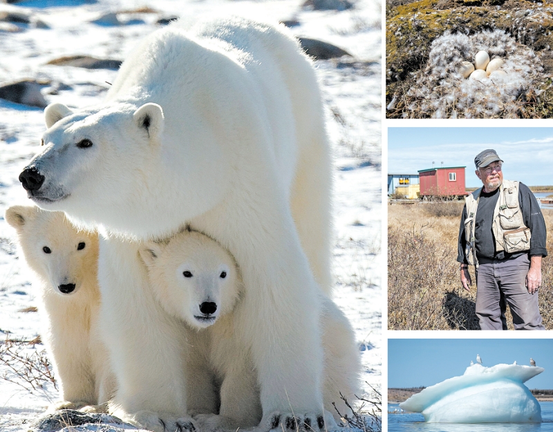 Robert Rockwell (no meio à dir.) monitora um ecossistema de ursos-polares, gansos-das-neves e degelo nos mares desde 1969 | FOTOS DE michael kirby smith for the new york times; À ESQUERDA, JONAThan hayward/the canadian press