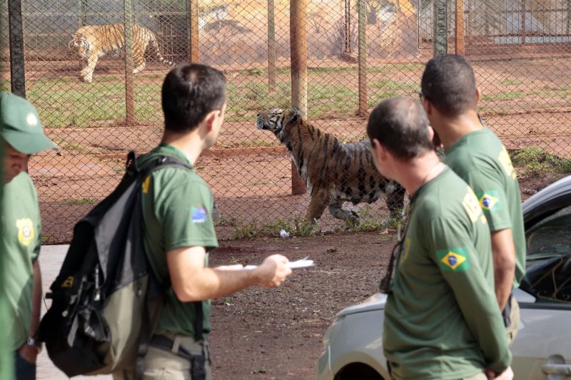 Fiscais do Ibama recolheram sete tigres no local, que também funcionava como canil | Douglas Marçal/O Diário