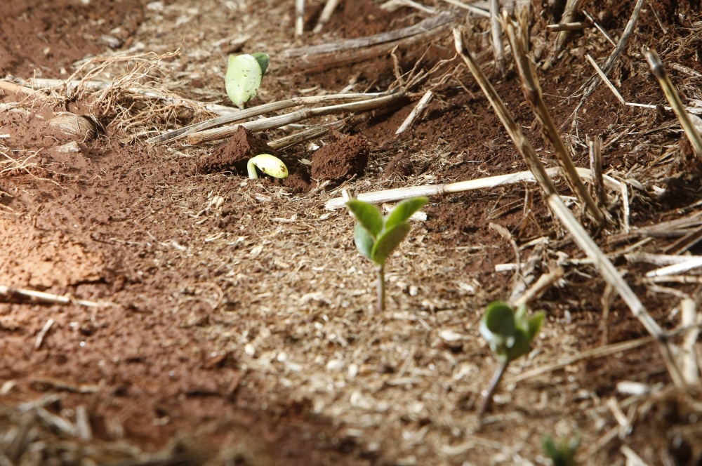 Calor excessivo já compromete germinação da soja em algumas lavouras. | Jonathan Campos / Gazeta Do Povo