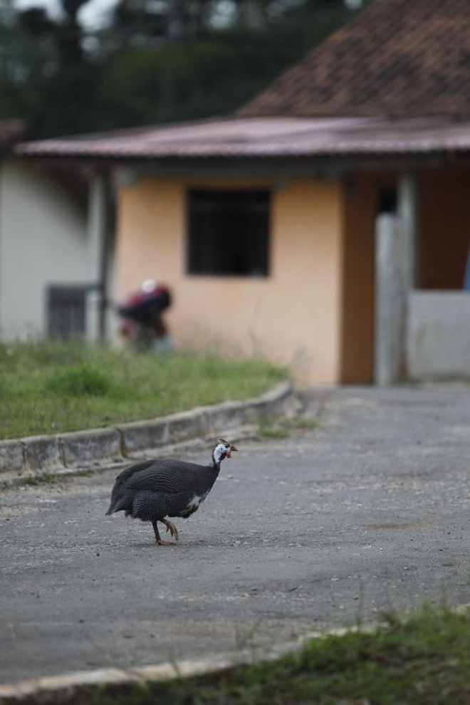 Galinha dangola passeia pela aldeia |