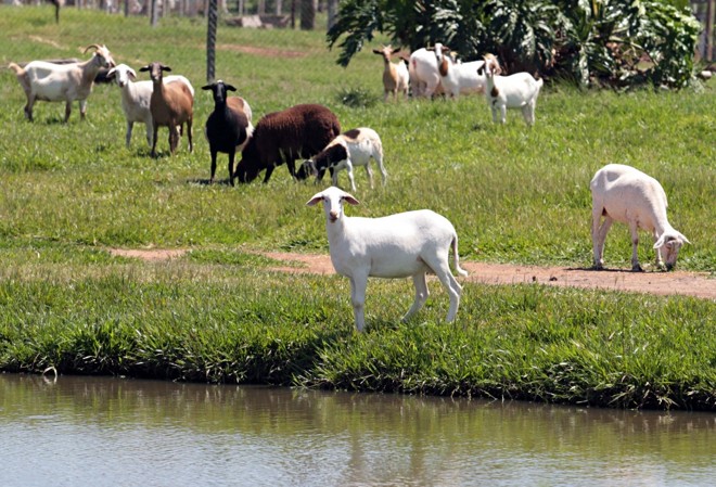 Criação de cabras em volta de açudes de peixes. Cardápio para todos os gostos. |