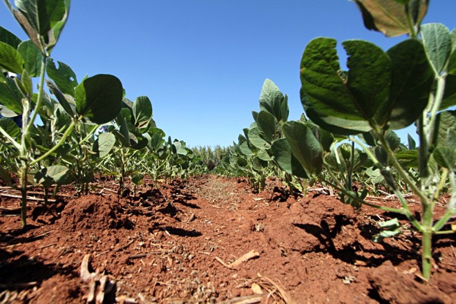 Após longo período de estiagem, terra perde umidade e ameaça produtividade. |